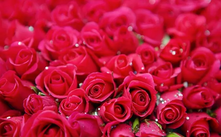 rosas.top