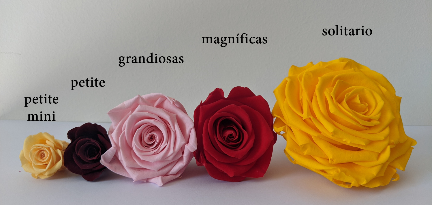 ¿Cual es el color natural de las rosas? - Rosas top